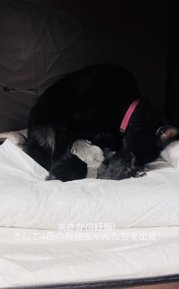 4匹の子猫をグルーミングする黒猫