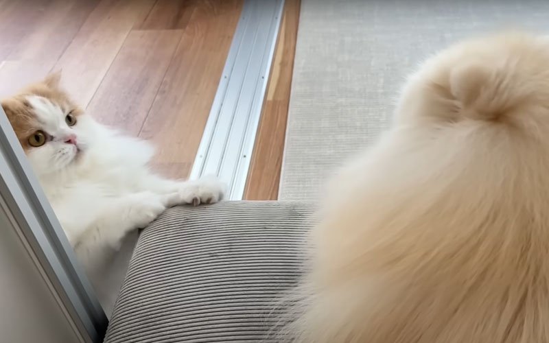 長毛猫と長毛犬