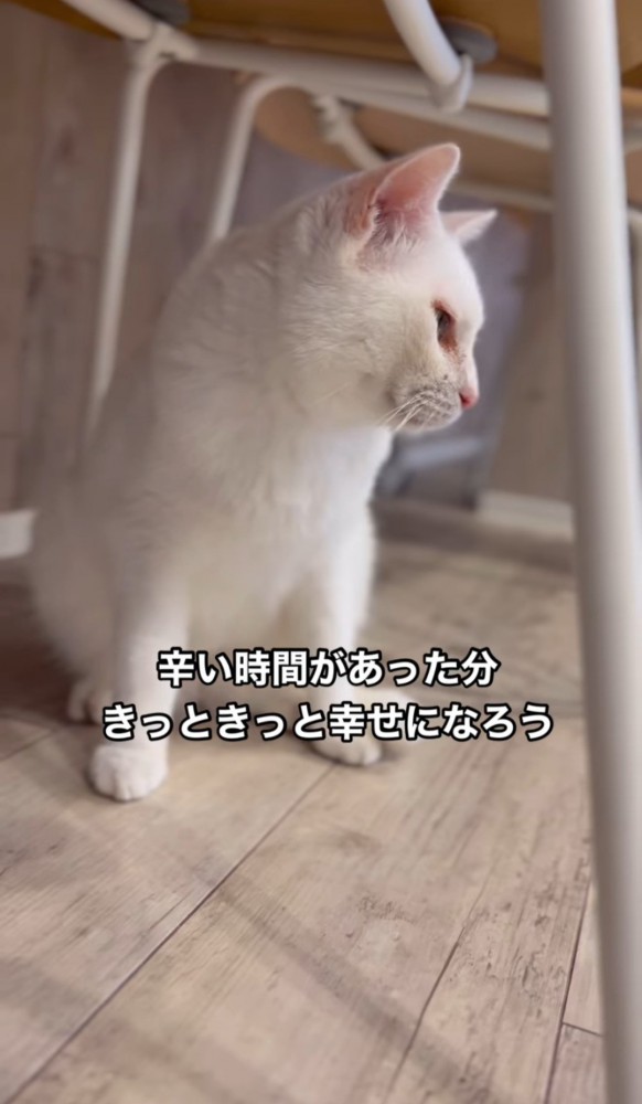 椅子の下の猫