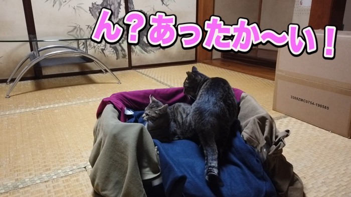 猫ベッドに乗る成猫