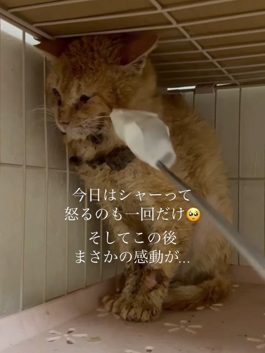 横を向く猫