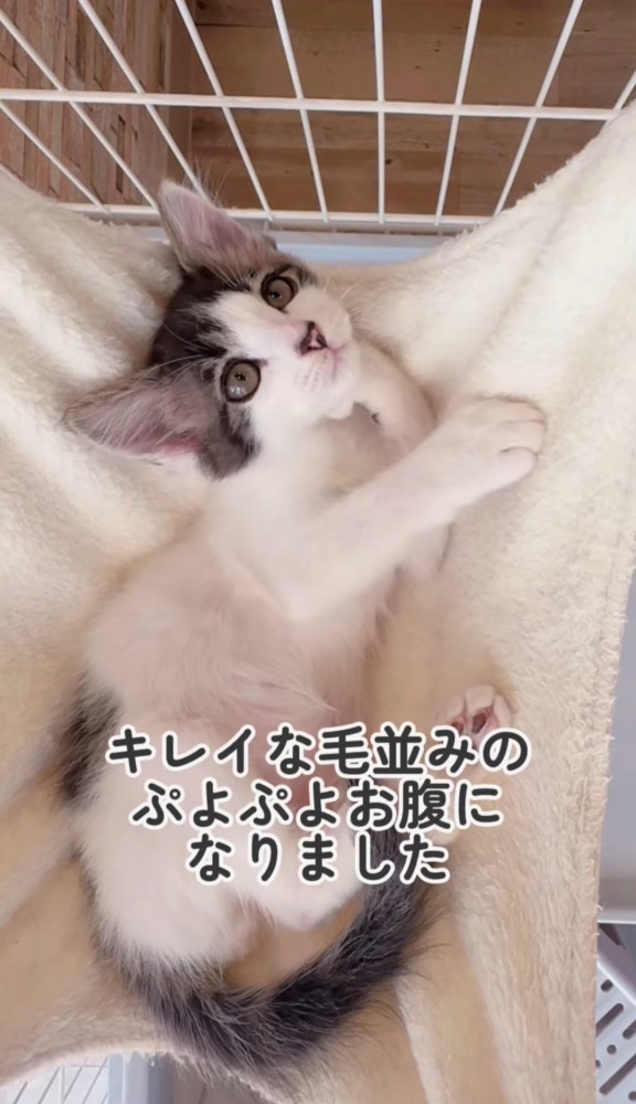 ハンモックで上を見る子猫