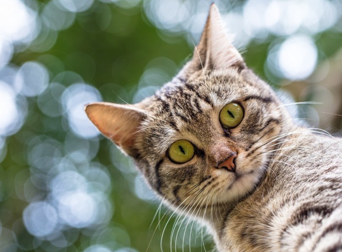 上からのぞき込む猫