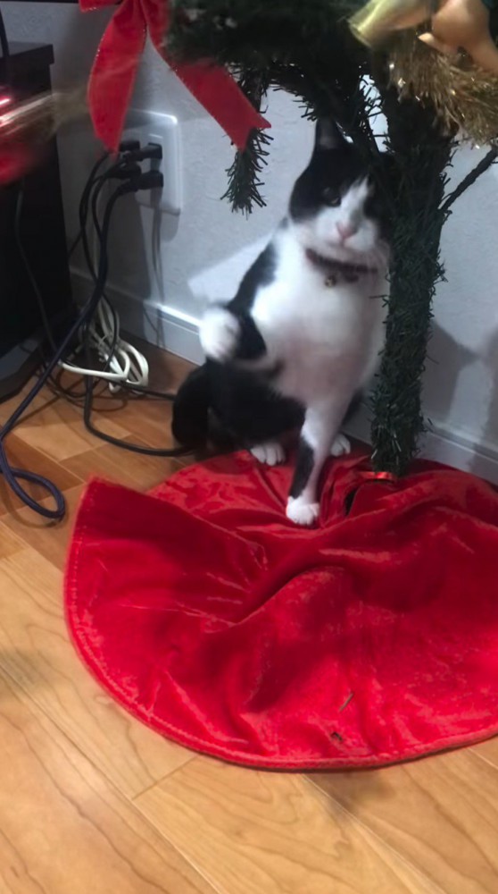 猫にパンチされてクリスマスツリーから外れるオーナメント
