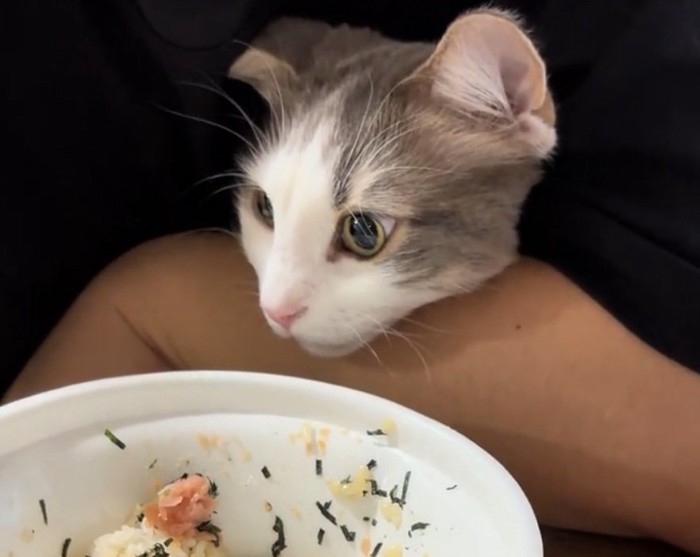 虚無顔のギンくん