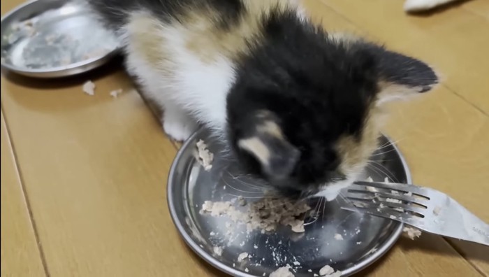 ごはんを食べる子猫
