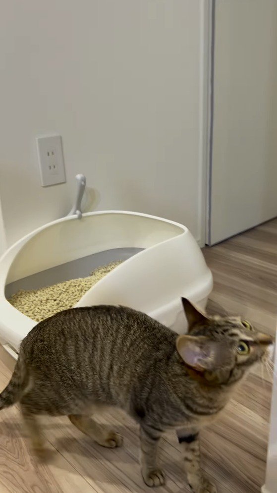 時計の近くに歩いて行くキジトラ猫