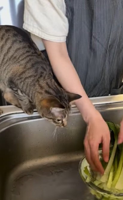 野菜を洗う人間と野菜を見ている猫