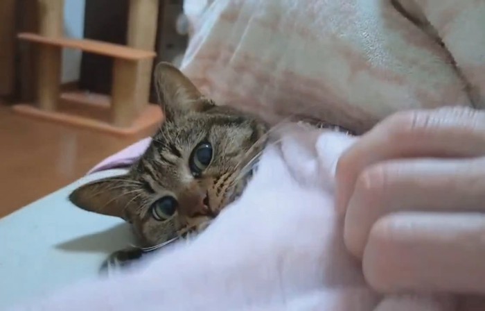 横になって人の手を見る猫