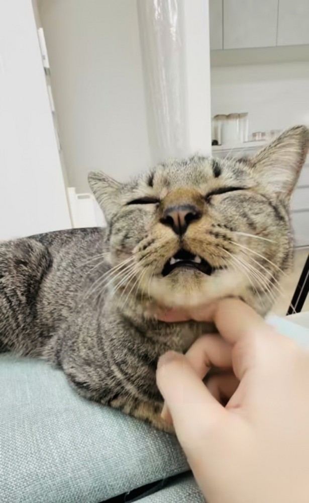 飼い主さんに顎を撫でられるキジトラ猫