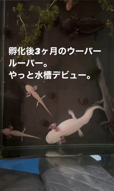 水槽の中のウーパールーパー