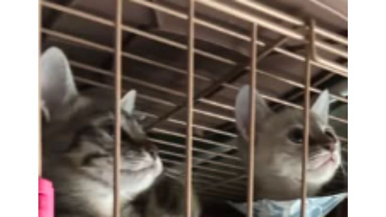 ケージの中の子猫