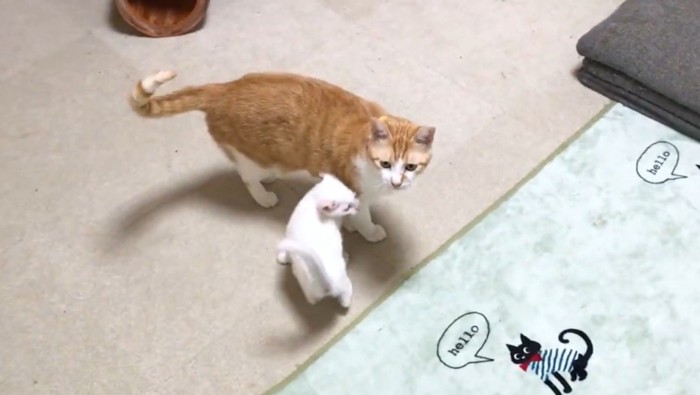 茶白猫と白猫