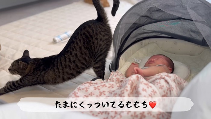 テロップ「たまにくっついてる~」