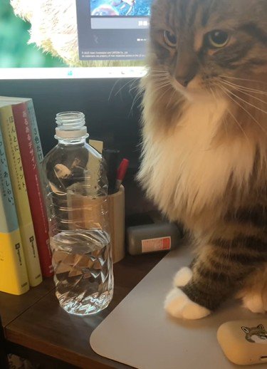 ペットボトルと猫