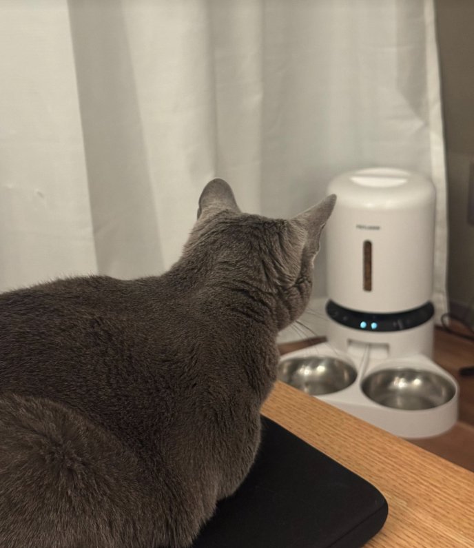 テーブルの上から自動給餌器を見つめる猫
