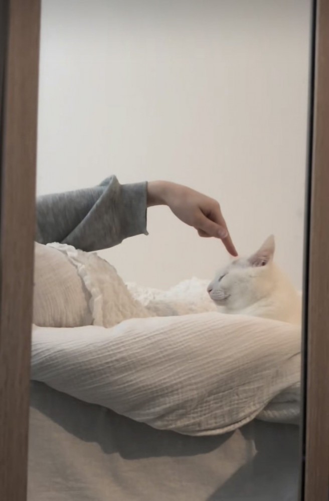 飼い主さんに頭をツンツンされる保護猫