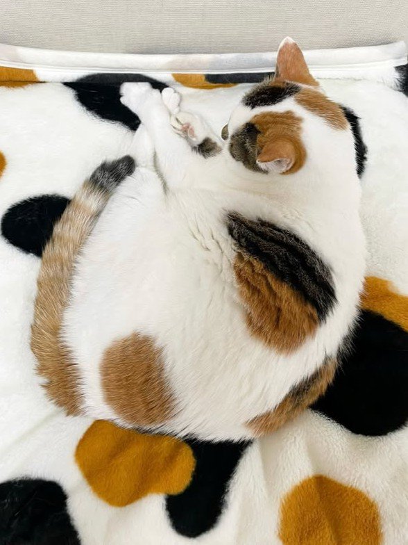 毛布の上で寝る猫