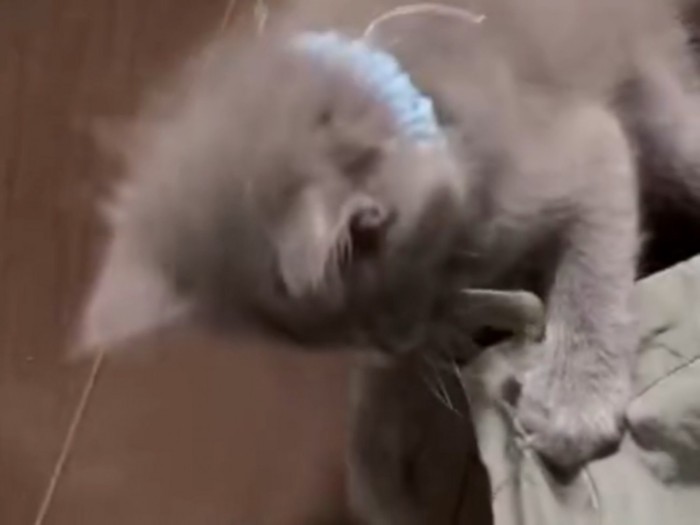 紐に噛みつく子猫(首輪:水色/以下:水色)