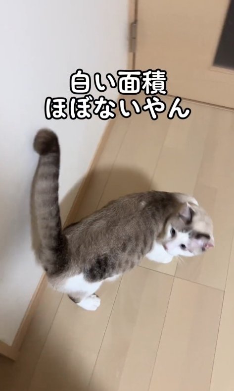 フローリングの上に立っているサバ白猫「白い面積ほぼないやん」