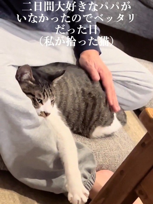 背中をなでられる猫