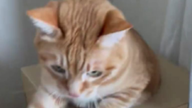 段ボールで遊ぶ猫