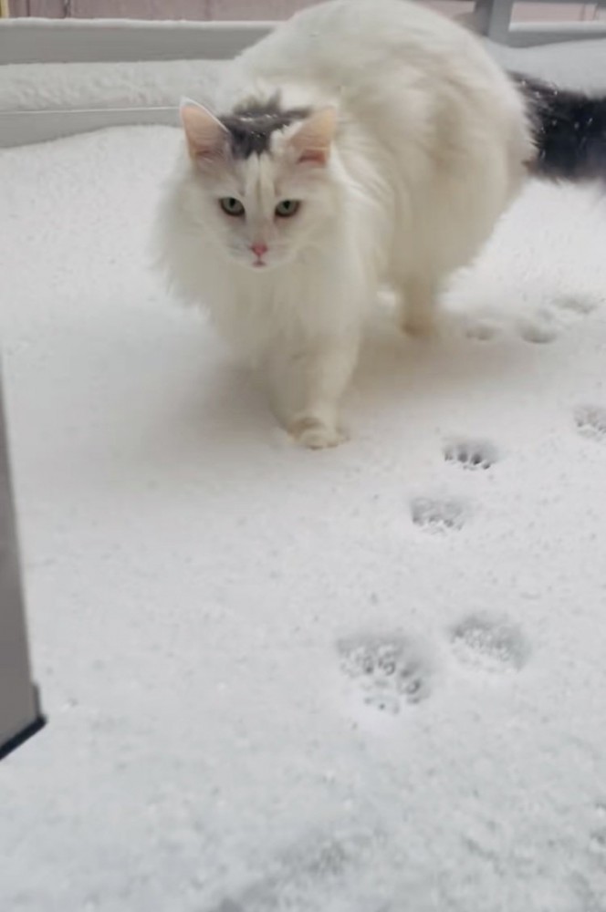 雪の中、飼い主のほうに駆けてくるノルウェージャン