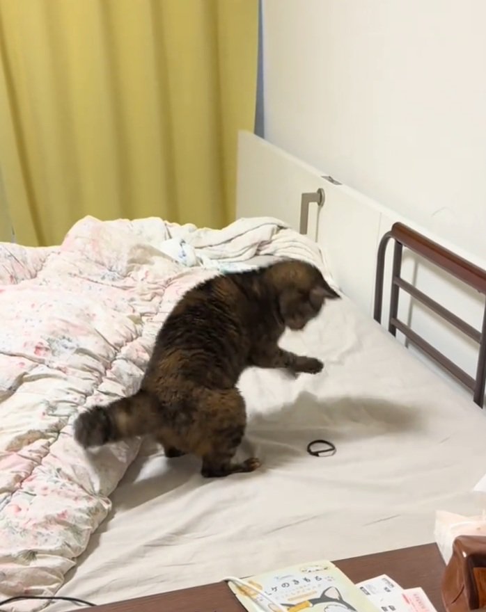 猫パンチするあめちゃん