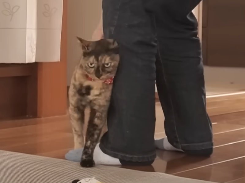 足元にすり寄る猫