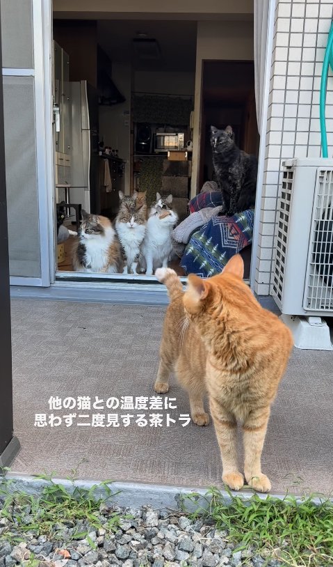 室内にいる猫たちを振り返る茶トラと目を逸らす猫たち(ヒキ)