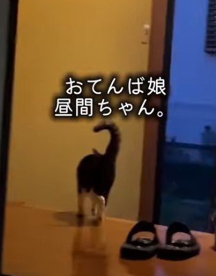 玄関でうろうろする猫