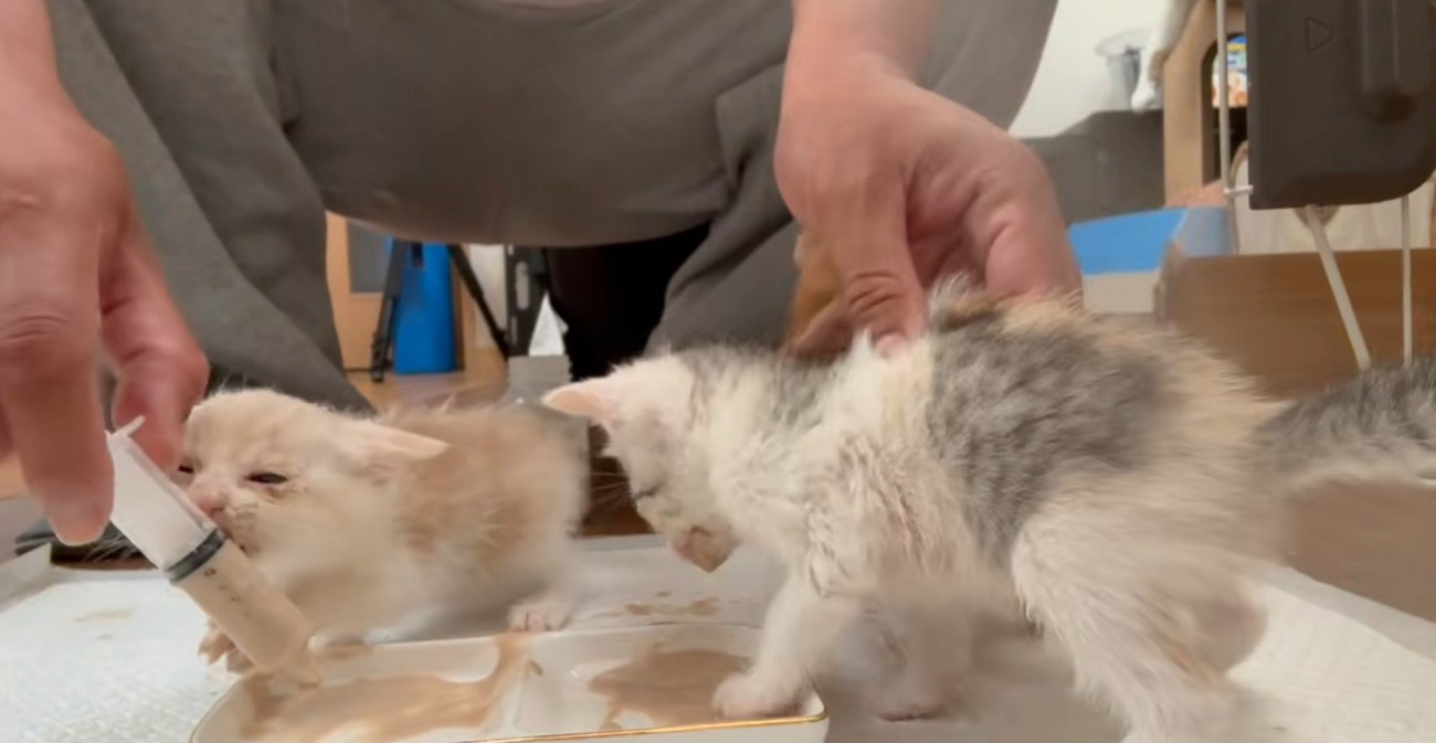 皿に足を突っ込む子猫