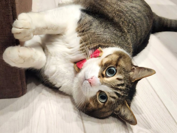 両手を家具につけて横になる猫