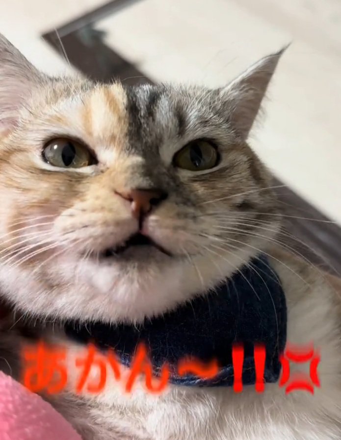 あかんと言う猫