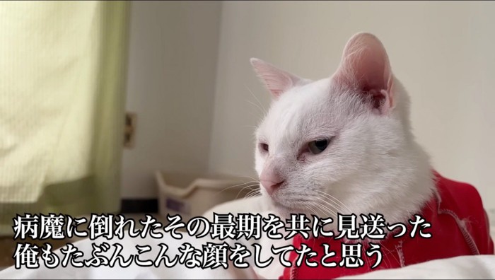 悲しそうな表情で遠くを見つめる白猫