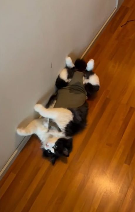 仰向けで前足を曲げている猫