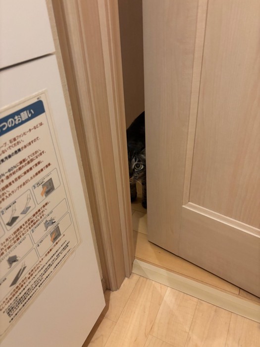 トイレのドアの隙間から覗く猫