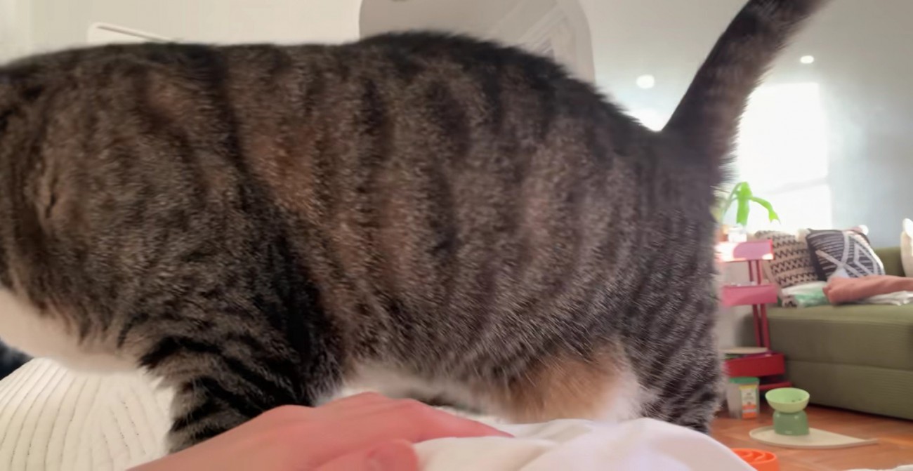 飼い主さんのお腹の上を歩くノブくん