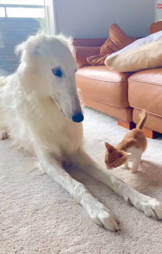 起き上がる犬