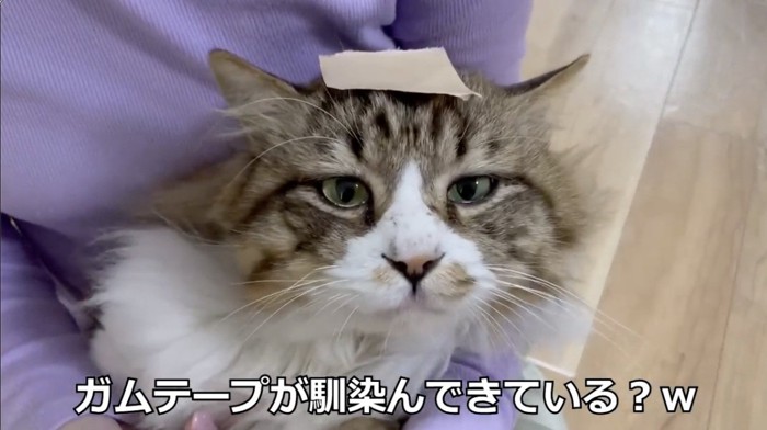 ガムテープをおでこに貼った猫