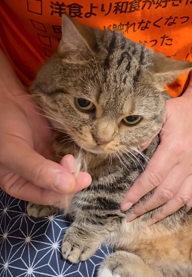 カメラ目線の猫