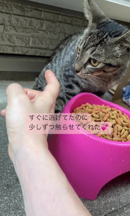 外でごはんを食べる猫