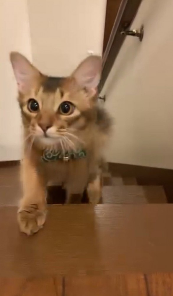 階段を登り切った猫