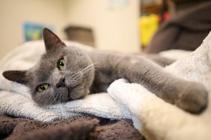 横たわるブリティッシュショートヘア猫