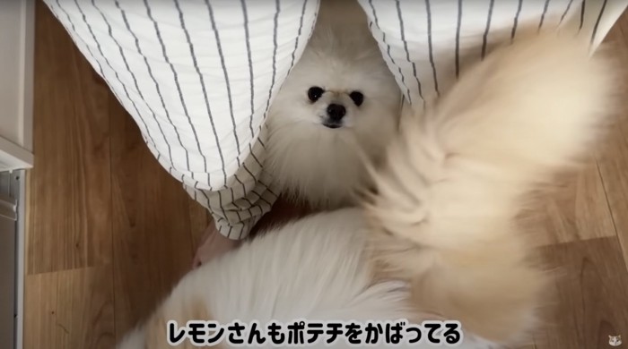 足の間にはさまる犬