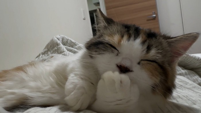 ふみふみタイム中の猫さん