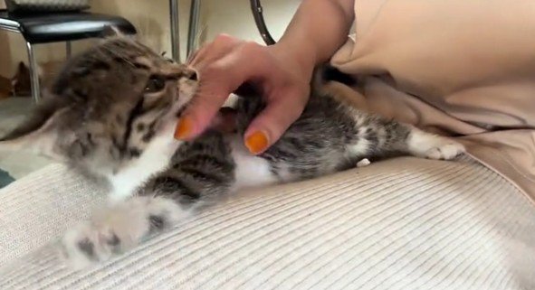 飼い主さんの膝の上にいる子猫
