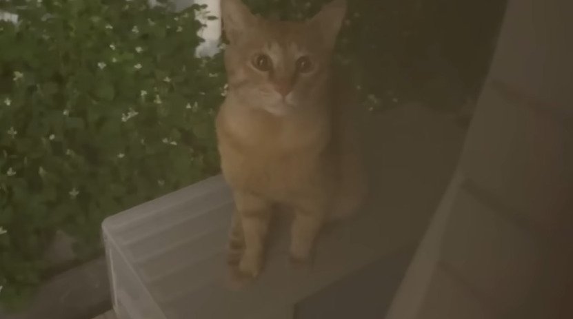 座って見つめる猫