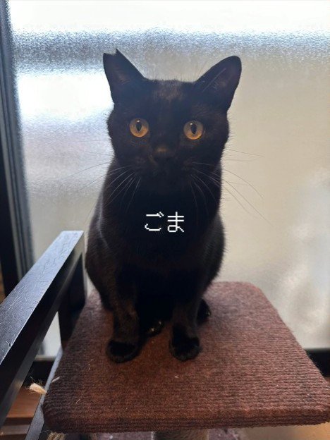 おすわりする猫