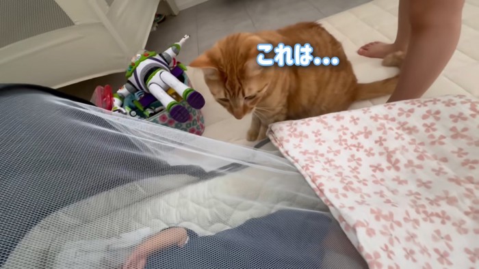 ベビーベッドを見る猫